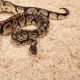 Zoomed Aspen Snake 26l - podłoże dla węży