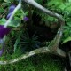 YOKUCHI JANGURU SOIL 4L - podłoże dla roślin tropikalnych