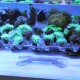 Schone Korallen Coral Stand S - podstawka na szczepki koralowców