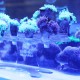 Schone Korallen Coral Stand XS - podstawka na szczepki koralowców