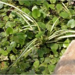 Limnobium Rozłogowe (Limnobium Leavigatum)