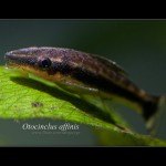 Otosek – Otocinklus przyujściowy (Otocinclus affinis)